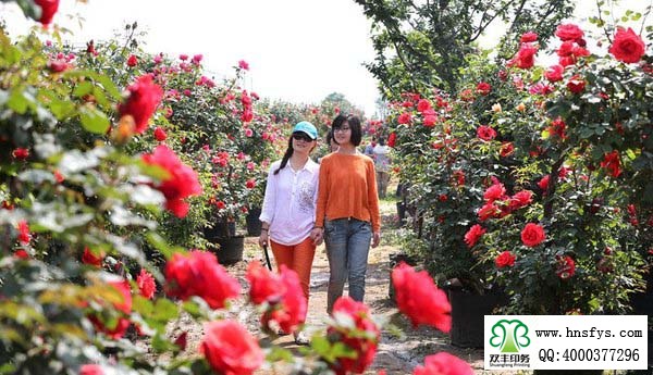 2015 南陽(yáng)月季展玉雕節(jié)已開(kāi)幕，花已開(kāi)好 君可來(lái)矣