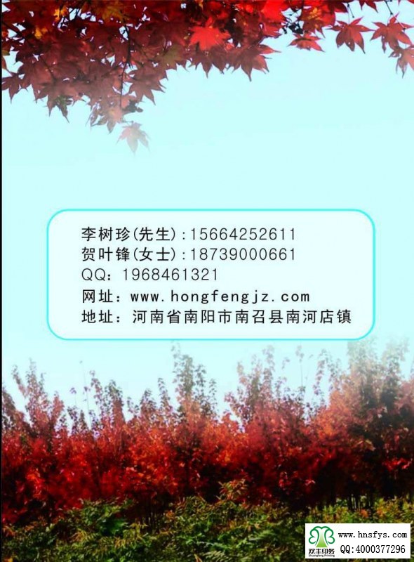 河南印刷廠:紅楓家族 宣傳畫冊