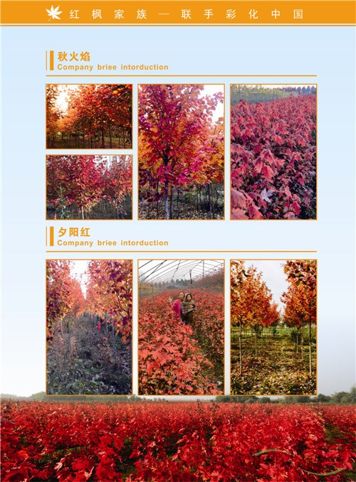 紅楓家族宣傳畫(huà)冊(cè)印刷