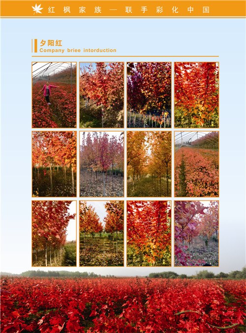紅楓家族宣傳畫(huà)冊(cè)印刷